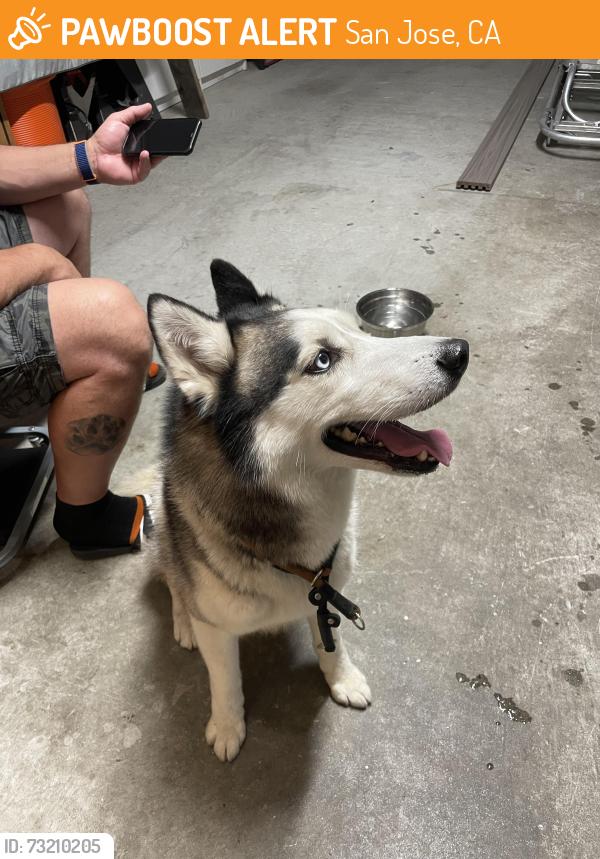 Found/Stray Male Dog last seen Kyle & Kiperash (95133), San Jose, CA 95133