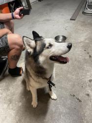 Found/Stray Male Dog last seen Kyle & Kiperash (95133), San Jose, CA 95133