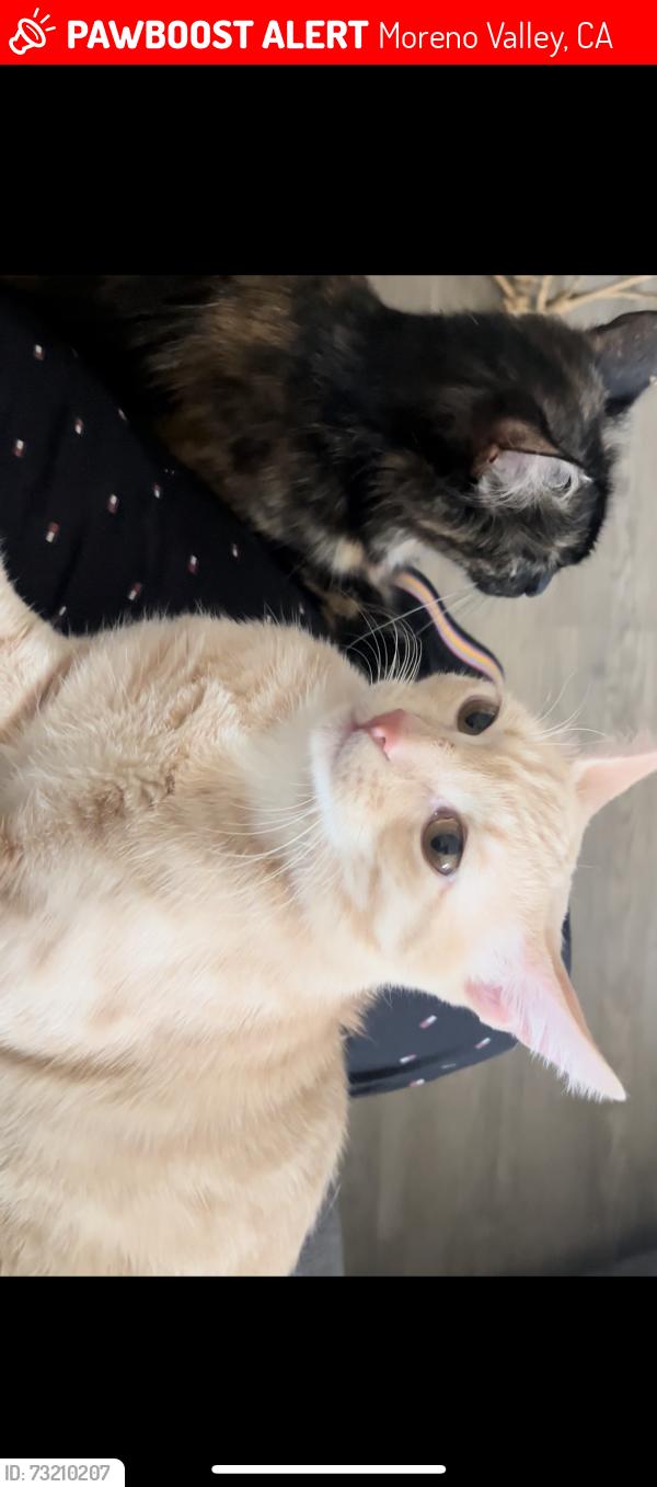 Lost Male Cat last seen Dracea st, Moreno Valley, CA 92553