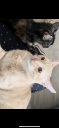 Lost Male Cat last seen Dracea st, Moreno Valley, CA 92553