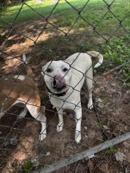 Found/Stray Female Dog last seen Belair Dr, Stockbridge, GA 30281