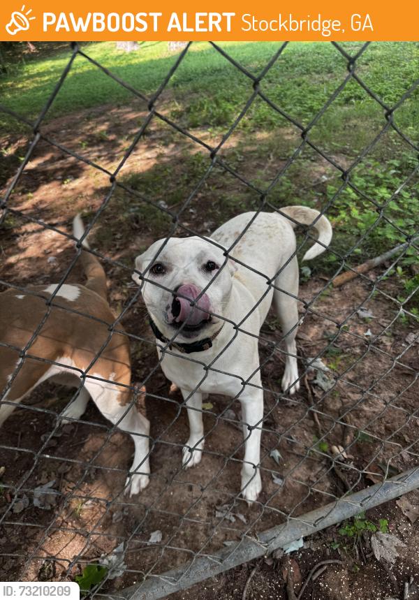 Found/Stray Female Dog last seen Belair Dr, Stockbridge, GA 30281