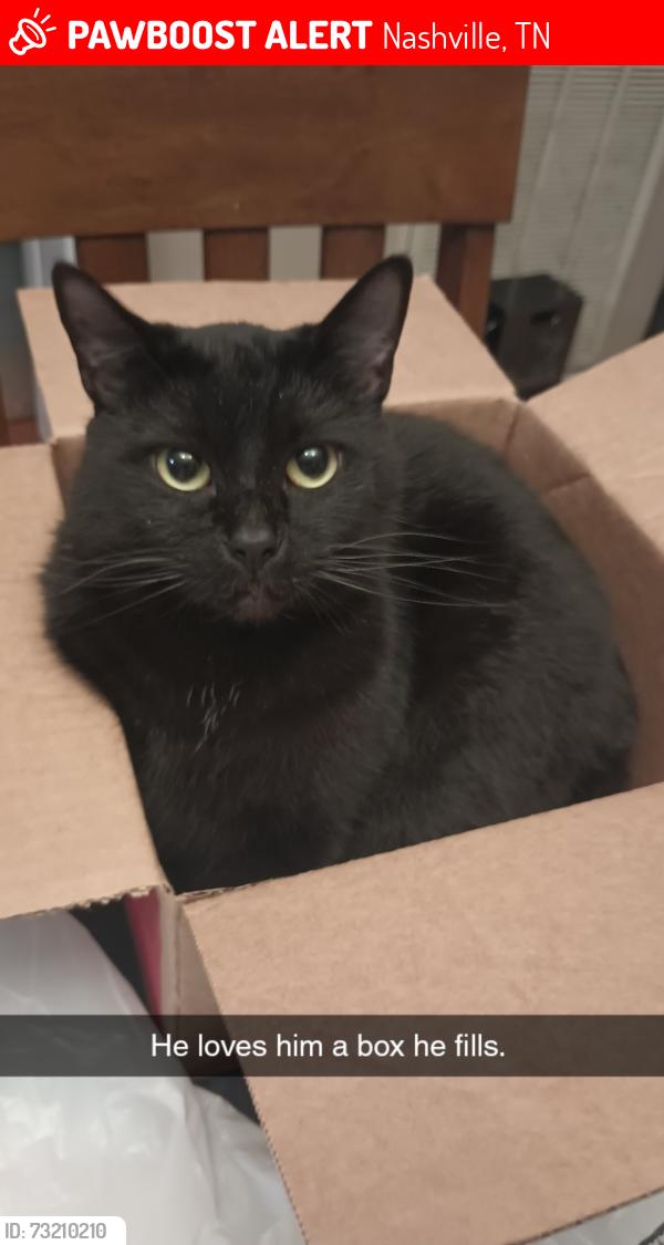 Lost Male Cat last seen Plantation Walk neighborhood, Nashville, TN 37138