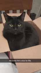 Lost Male Cat last seen Plantation Walk neighborhood, Nashville, TN 37138