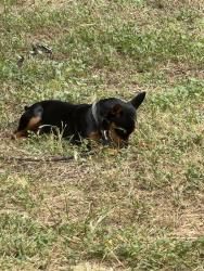 Lost Female Dog last seen 75th and canal, Houston, TX 77012