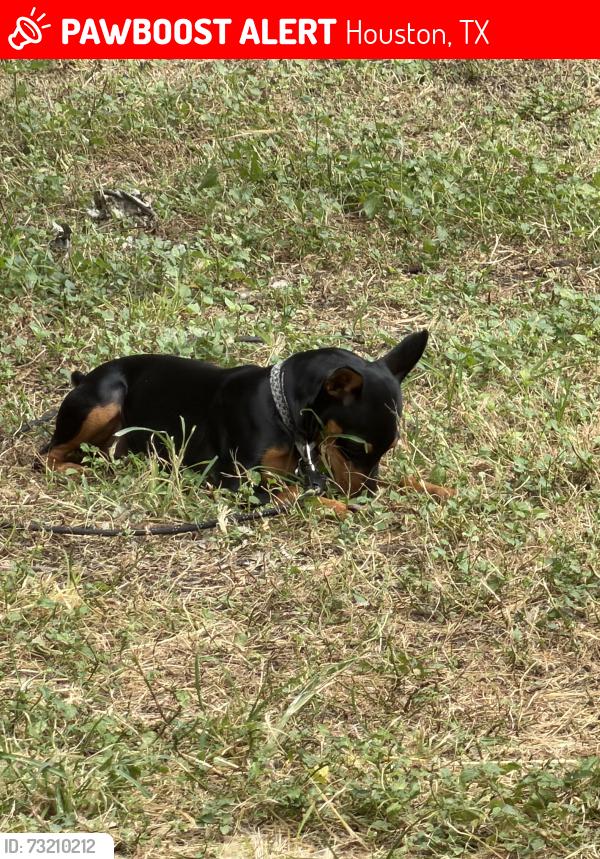 Lost Female Dog last seen 75th and canal, Houston, TX 77012
