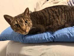 Lost Female Cat last seen Near Thrush Ln, Levittown ny, Levittown, NY 11756