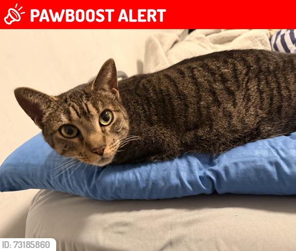 Lost Female Cat last seen Near Thrush Ln, Levittown ny, Levittown, NY 11756