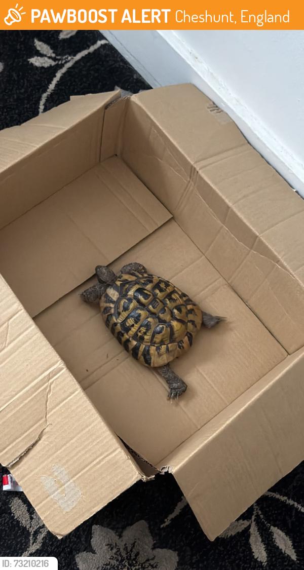 Found/Stray Unknown Other last seen High street Cheshunt, Cheshunt, England 