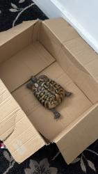 Found/Stray Unknown Other last seen High street Cheshunt, Cheshunt, England 