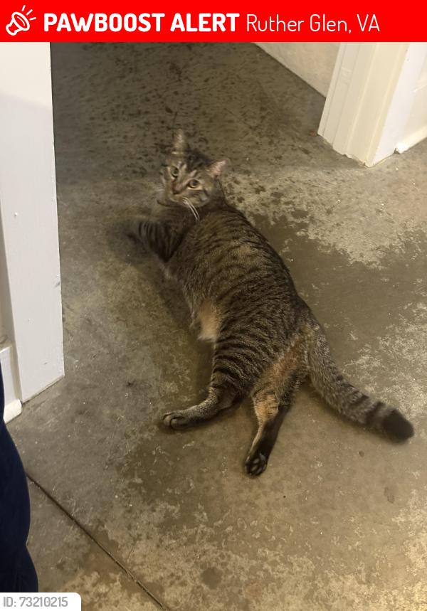 Lost Male Cat last seen Waffle hse, Ruther Glen, VA 22546