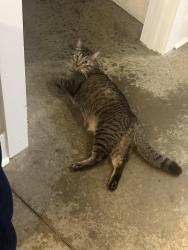 Lost Male Cat last seen Waffle hse, Ruther Glen, VA 22546