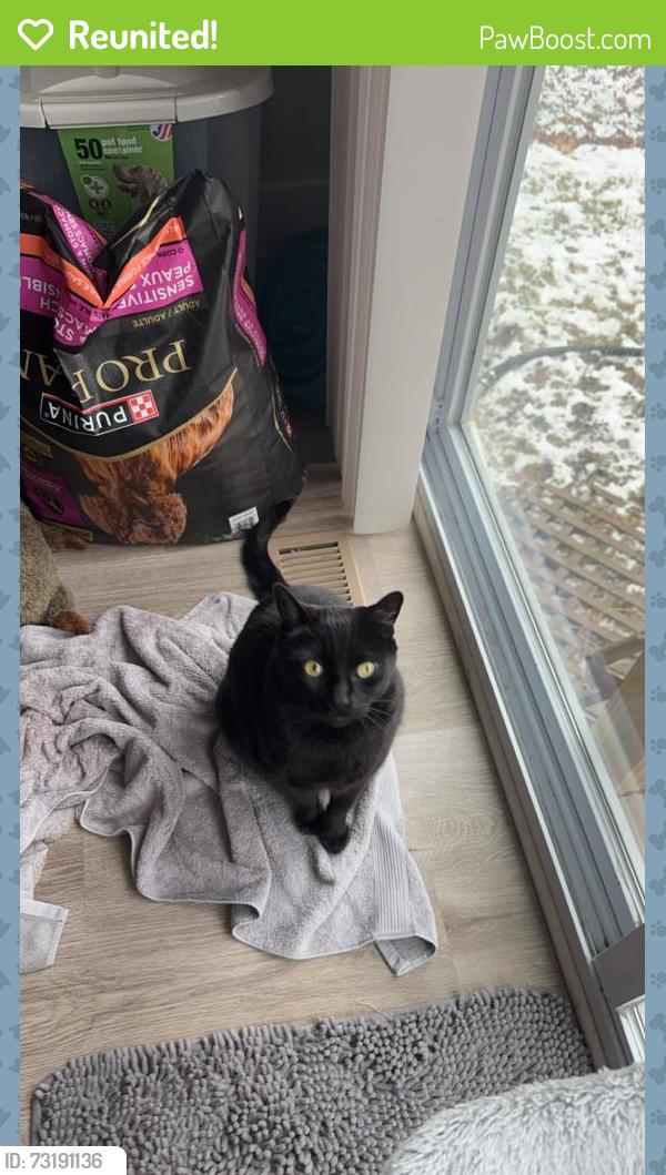 Reunited Male Cat last seen Autumn ridge neighborhood, fallen leaf and sycamore, Belton, MO 64012