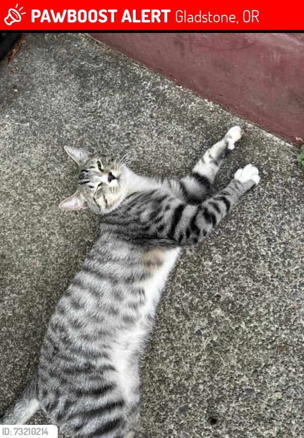 Lost Male Cat last seen East Clarendon & Cornell /! Max Patterson park, Gladstone, OR 97027