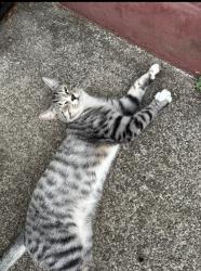 Lost Male Cat last seen East Clarendon & Cornell /! Max Patterson park, Gladstone, OR 97027
