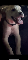 Found/Stray Unknown Dog last seen Buzzmill, Austin, TX 78741