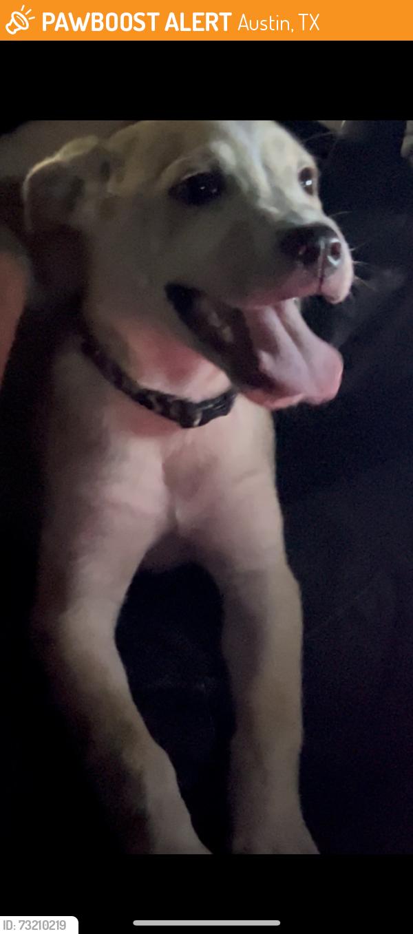 Found/Stray Unknown Dog last seen Buzzmill, Austin, TX 78741