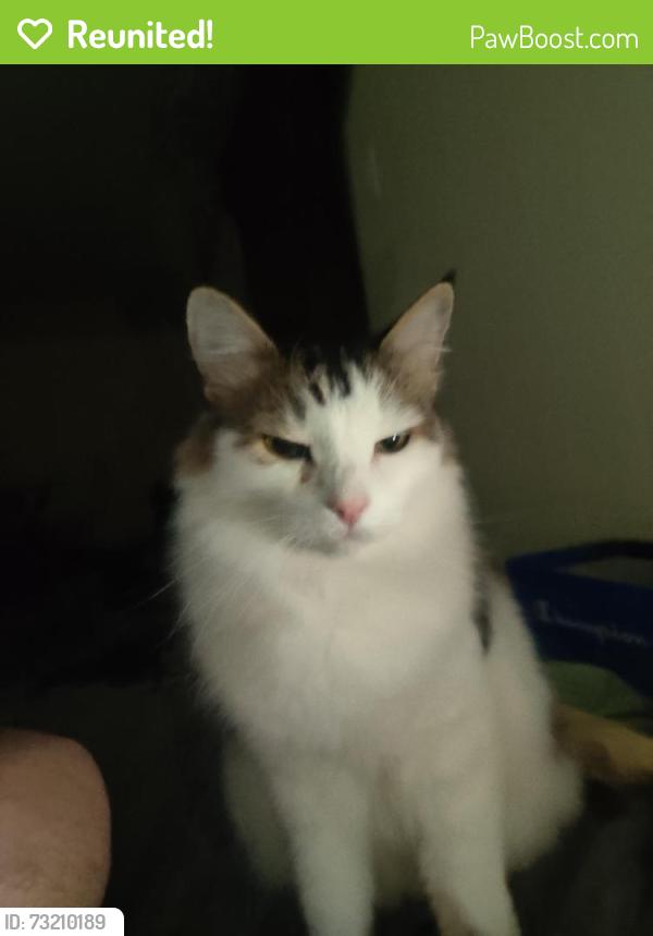 Reunited Male Cat last seen Dymott Ave. and Furik Place, Milton, ON L9T 7V1