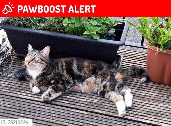 Lost Female Cat last seen Goodrich Road, Greater London, England SE22 0EQ