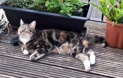 Lost Female Cat last seen Goodrich Road, Greater London, England SE22 0EQ