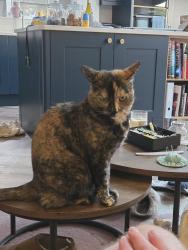 Lost Female Cat last seen Kirk Ley Road, East Leake, England LE12 6PE
