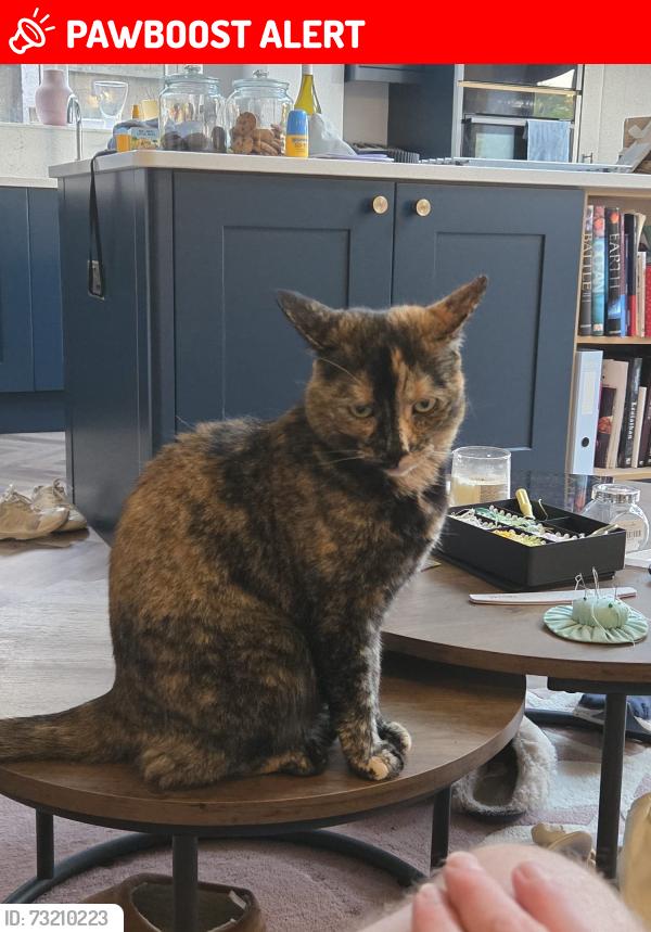 Lost Female Cat last seen Kirk Ley Road, East Leake, England LE12 6PE