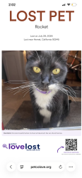 Lost Male Cat last seen california ave, Hemet, CA 92545