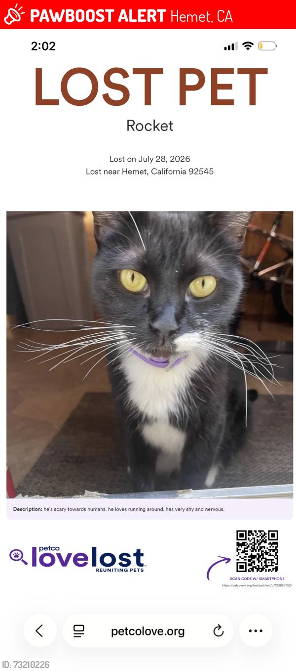 Lost Male Cat last seen california ave, Hemet, CA 92545