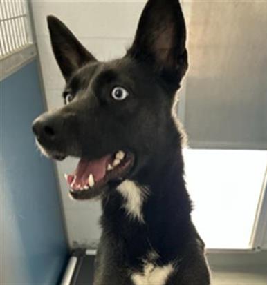 Shelter Stray Female Dog last seen Near BLOCK N ELEVENTH ST, FRESNO CA 93726 0960, 5277 E Airways Blvd, Fresno, CA 93727, USA