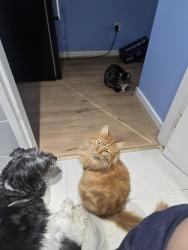 Lost Male Cat last seen Shurla d avenue and seaview avenue, Leysdown-on-Sea, England 