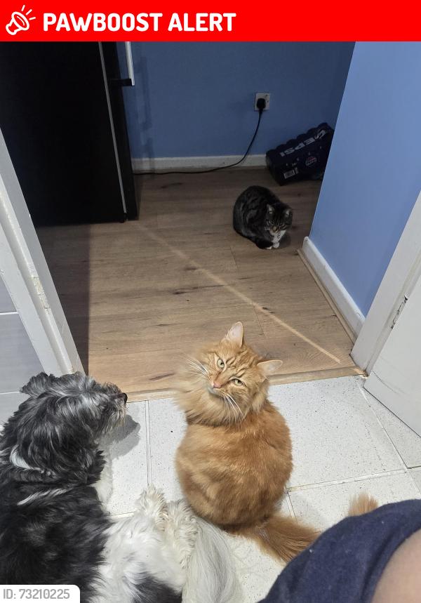 Lost Male Cat last seen Shurla d avenue and seaview avenue, Leysdown-on-Sea, England 
