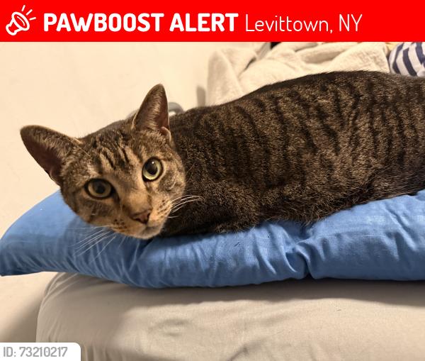 Lost Female Cat last seen Thrush ln Levittown, Levittown, NY 11756
