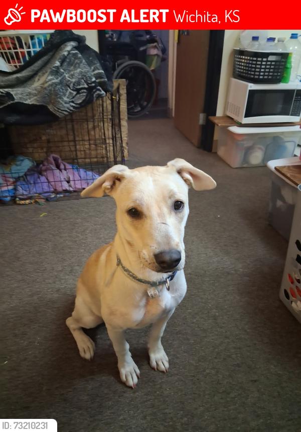 Lost Female Dog last seen Hydraulic & Wassall, Wichita, KS 67216