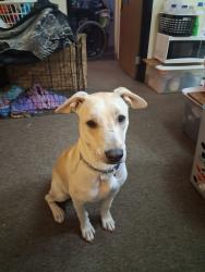 Lost Female Dog last seen Hydraulic & Wassall, Wichita, KS 67216