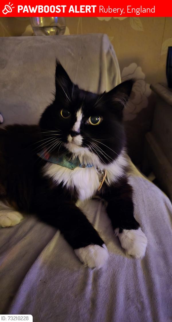 Lost Female Cat last seen Shrawley close, Rubery B45, Rubery, England 