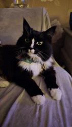 Lost Female Cat last seen Shrawley close, Rubery B45, Rubery, England 