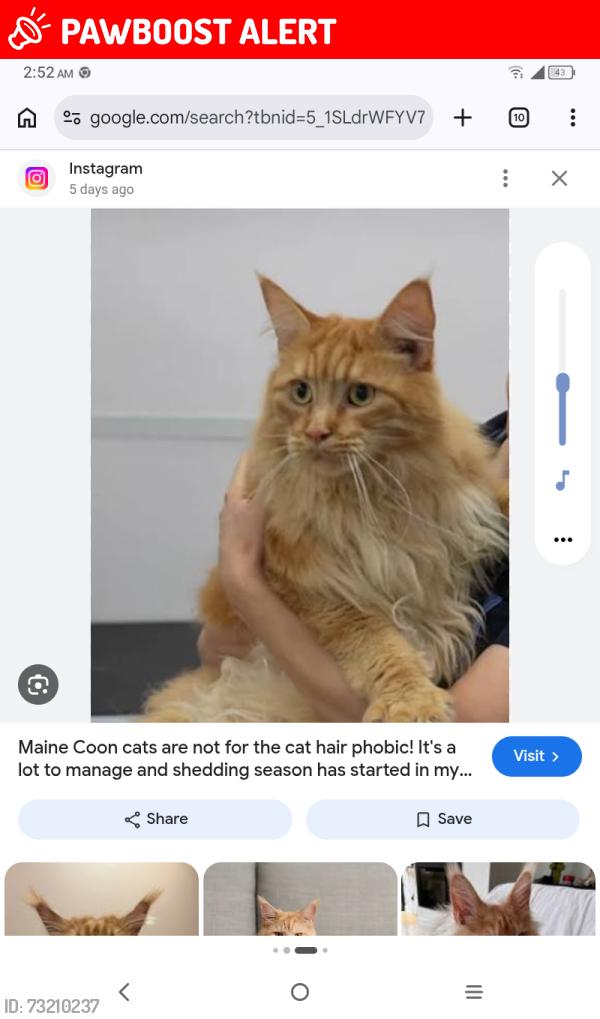 Lost Male Cat last seen Near warner ave, Huntington Beach, CA 92647