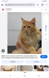 Lost Male Cat last seen Near warner ave, Huntington Beach, CA 92647