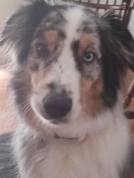 Reunited Male Dog last seen McDonald's 82nd Lamphier Street, Milwaukie, OR 97222