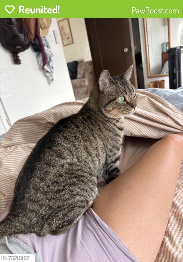 Reunited Male Cat last seen Adams Ave and Arizona Strest, San Diego, CA 92116