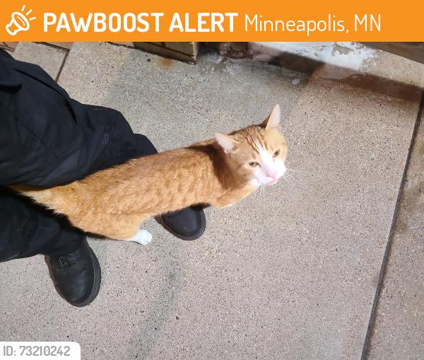 Found/Stray Unknown Cat last seen By the Minneapolis public housing association 1001 N Washington Ave, Minneapolis, MN 55401