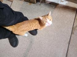 Found/Stray Unknown Cat last seen By the Minneapolis public housing association 1001 N Washington Ave, Minneapolis, MN 55401
