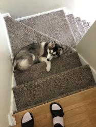 Reunited Female Dog last seen Rotherhithe LN and Bloombridge Way, Marietta, GA 30060