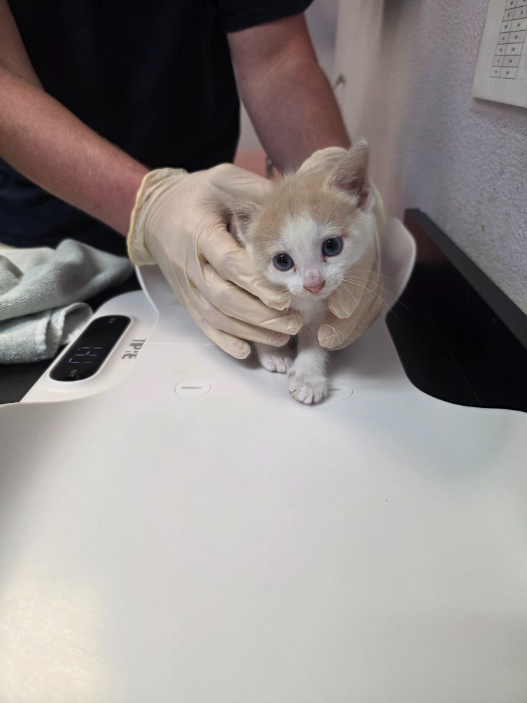Shelter Stray Female Cat last seen Bexar County, 3353 Morningside Dr, New Braunfels, TX 78132, USA