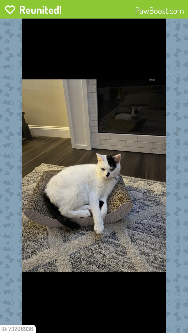 Reunited Male Cat last seen Waldemire Drive, Philadelphia, PA 19154