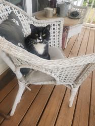 Lost Male Cat last seen st just rd and Sunnyside rd, Unionville, VA 22567