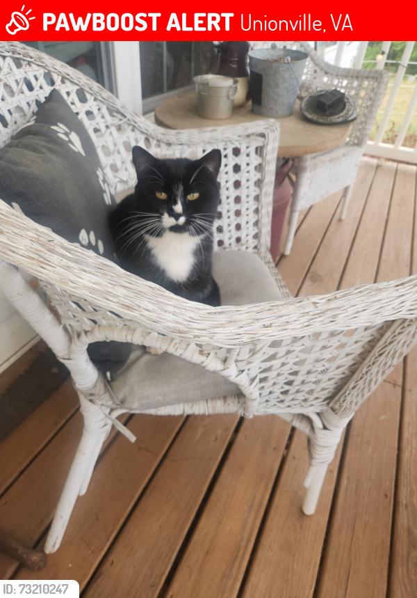 Lost Male Cat last seen st just rd and Sunnyside rd, Unionville, VA 22567