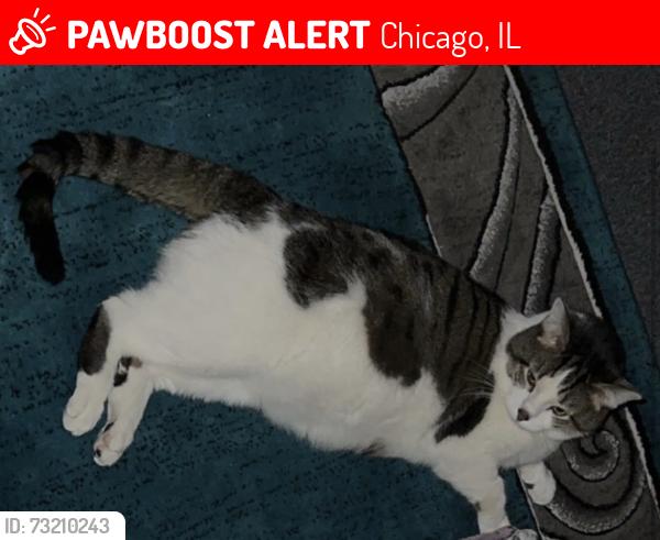 Lost Male Cat last seen W Thorndale Ave Rockwell st by ali, Chicago, IL 60659