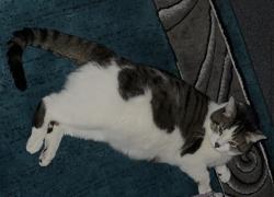 Lost Male Cat last seen W Thorndale Ave Rockwell st by ali, Chicago, IL 60659