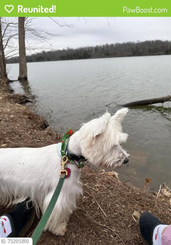 Reunited Male Dog last seen Neulon and Morrison, Pittsburgh, PA 15216